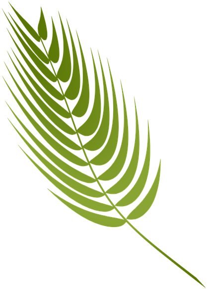 Green Fern Leaf Graphic PNG