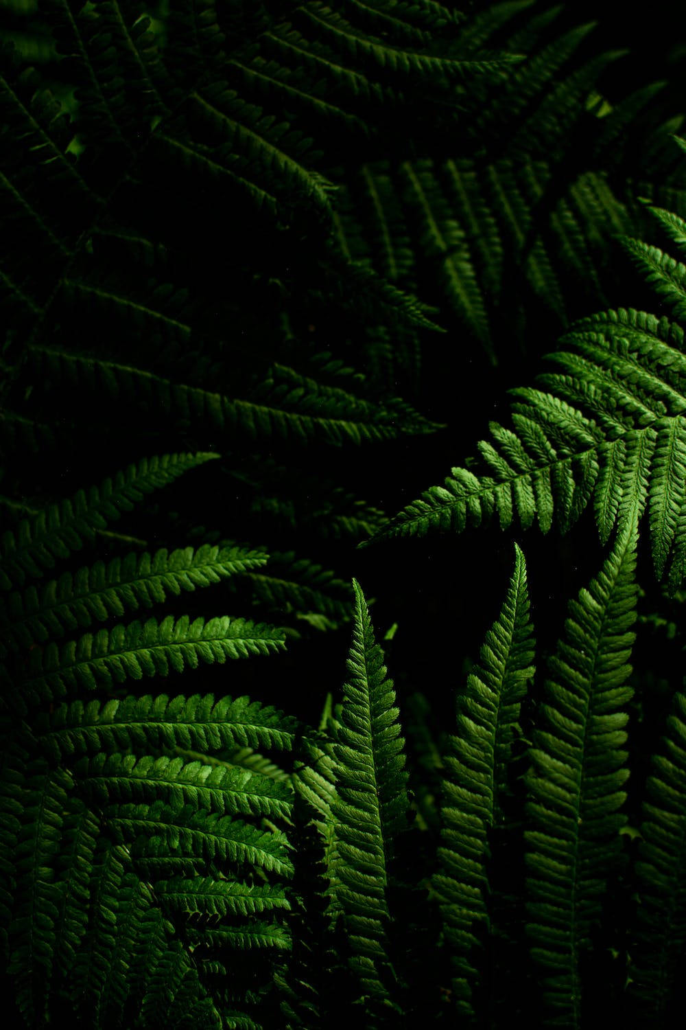 Green Fern Plants Iphone 11 Pro 4k Background
