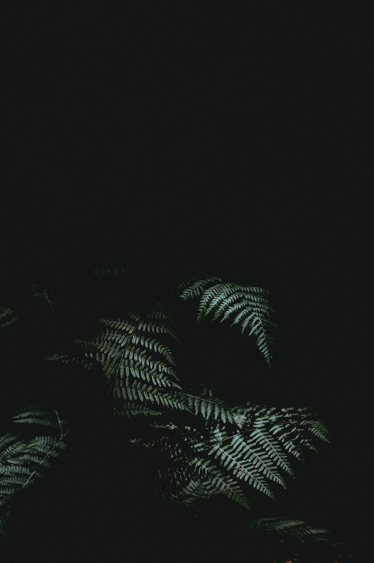 Green Ferns Minimal Dark Iphone Wallpaper