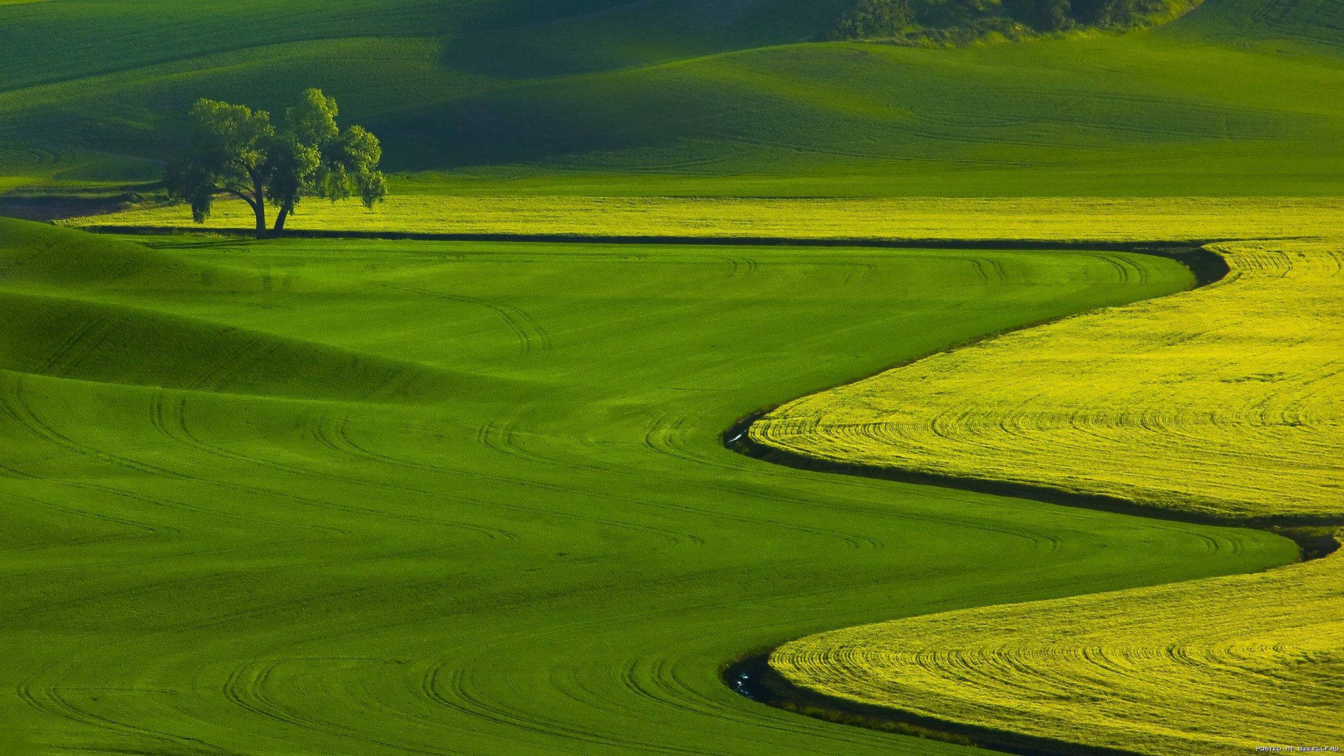 Green field desktop wallpaper. 