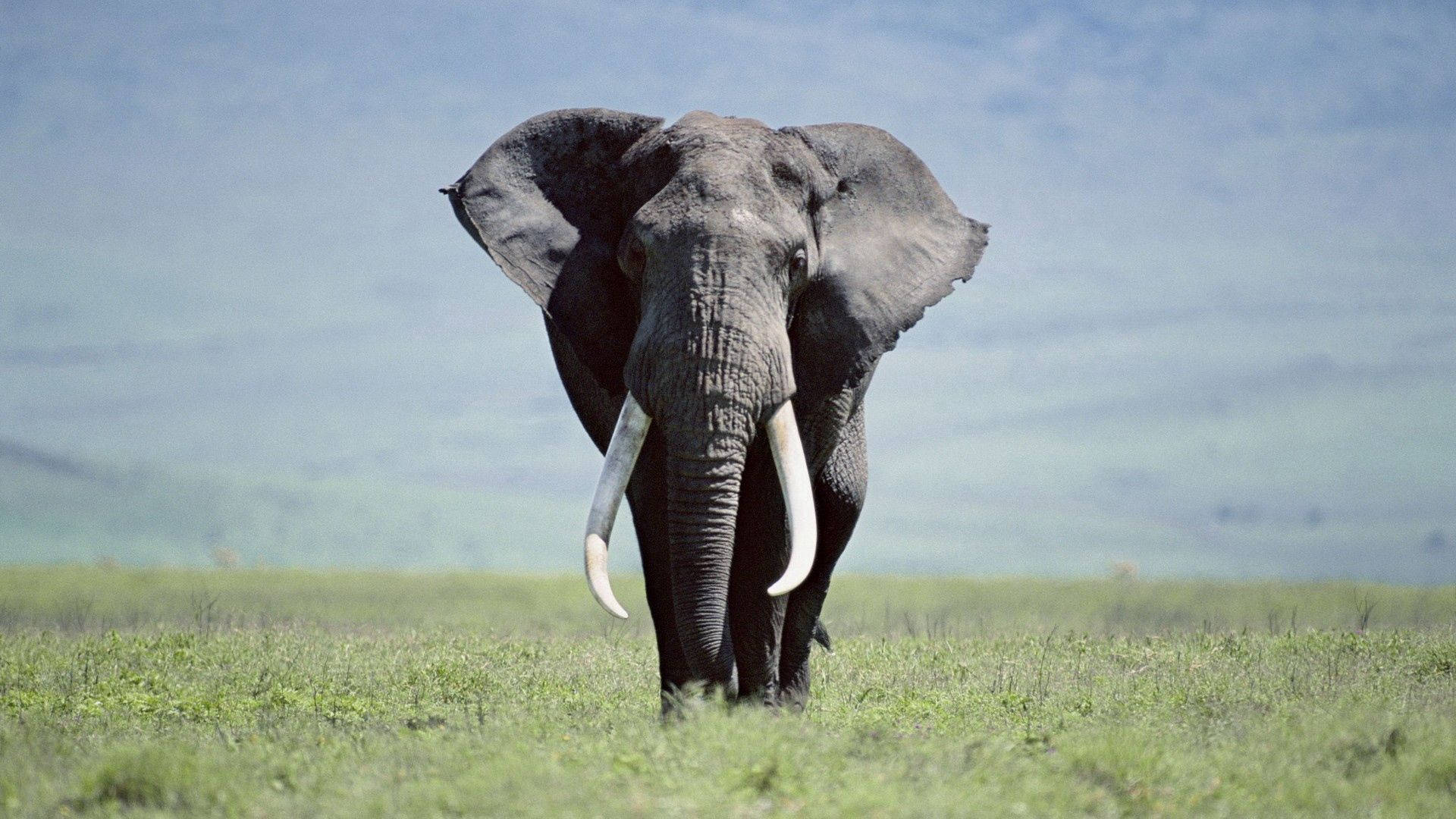A large elephant quietly enjoys a stroll across a green field. Wallpaper