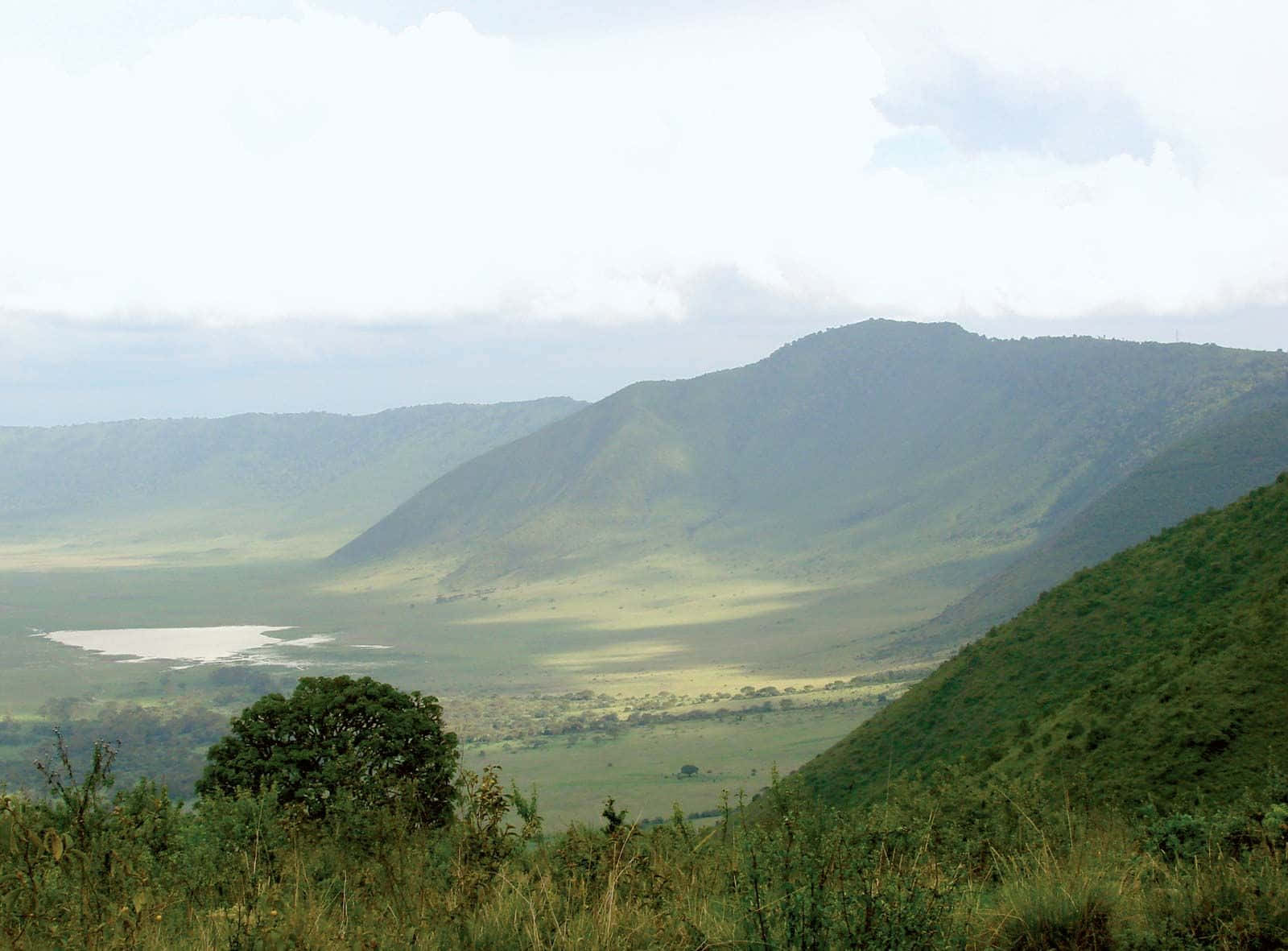 Scenadi Un Campo Verde Al Cratere Di Ngorongoro In Tanzania Sfondo