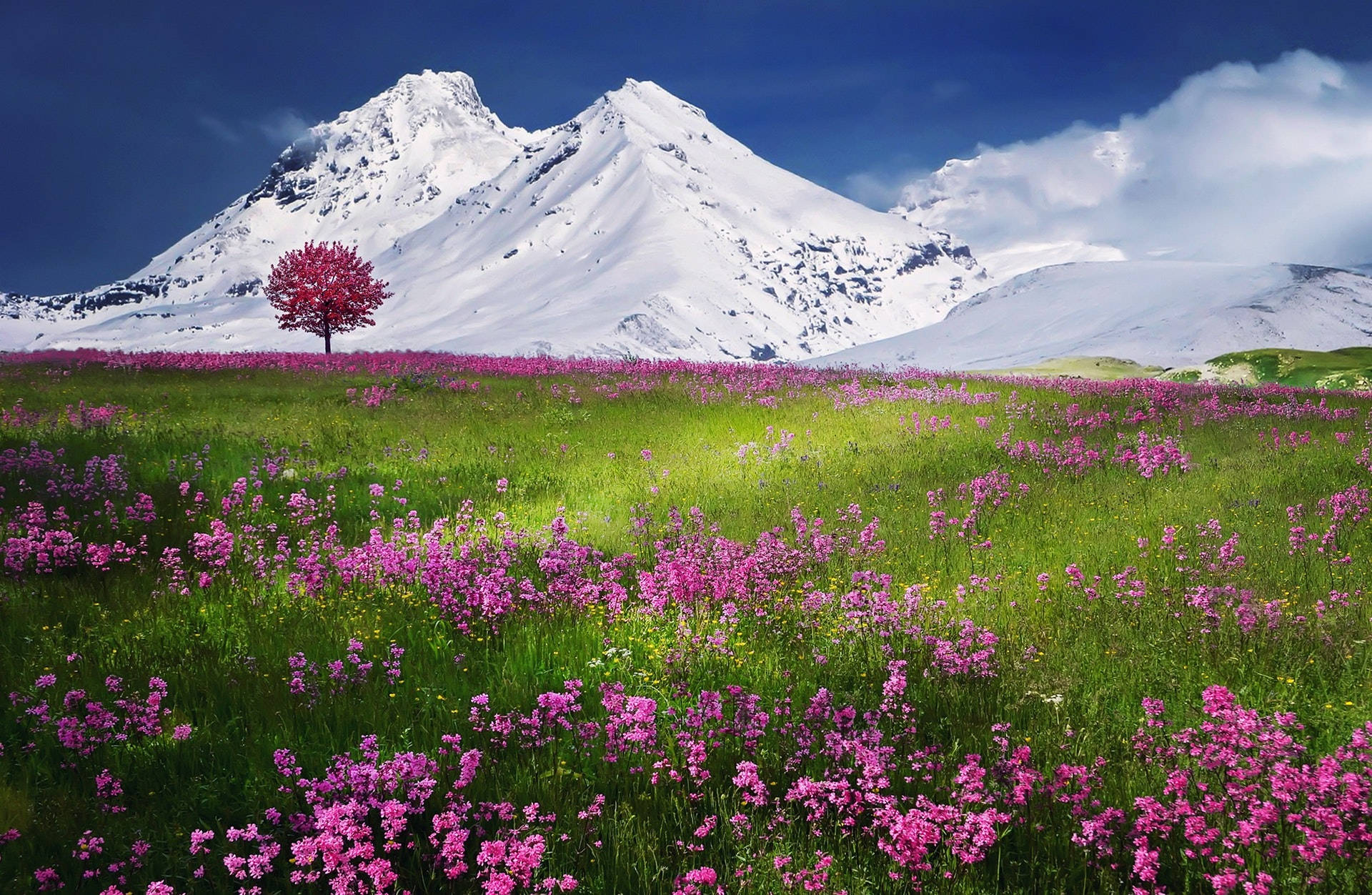 Green Field With Pink Flowers Wallpaper