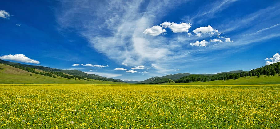 Camposverdes De Mongolia Fondo de pantalla