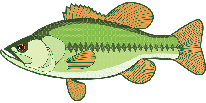 Green Fish Illustration PNG
