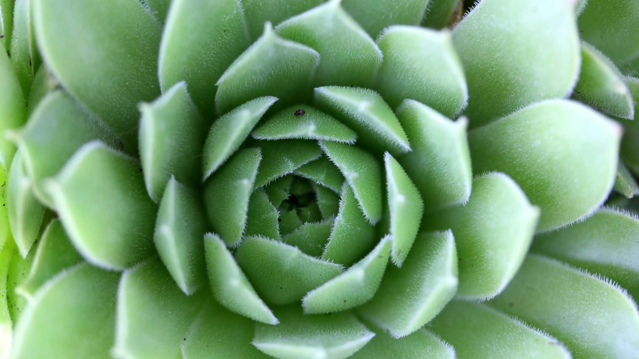 A Close Up Of A Green Succulent Plant
