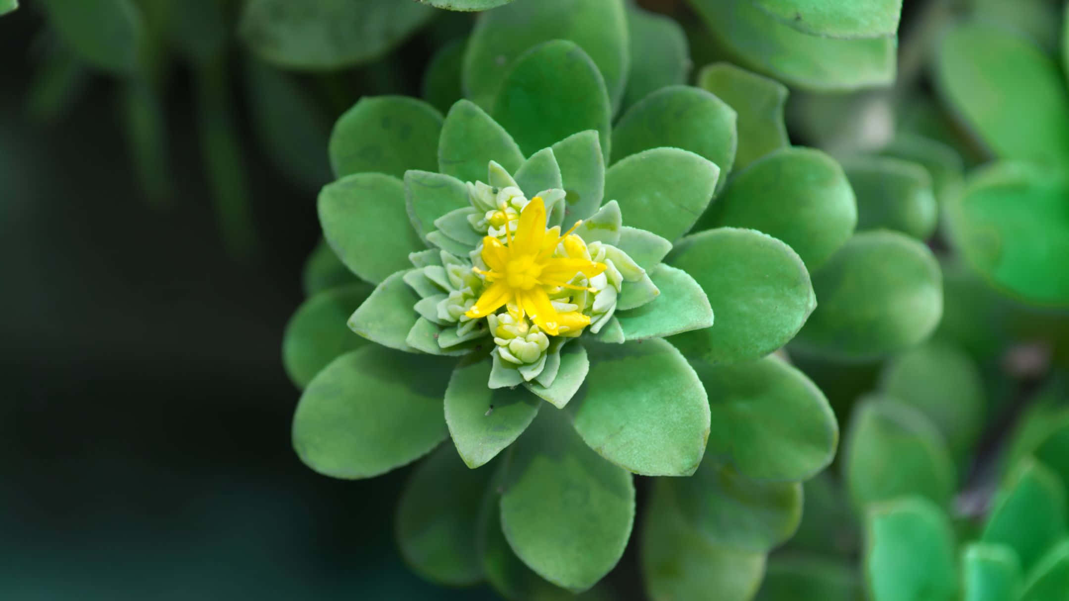 A Close Up Of A Green Flower With Yellow Flowers
