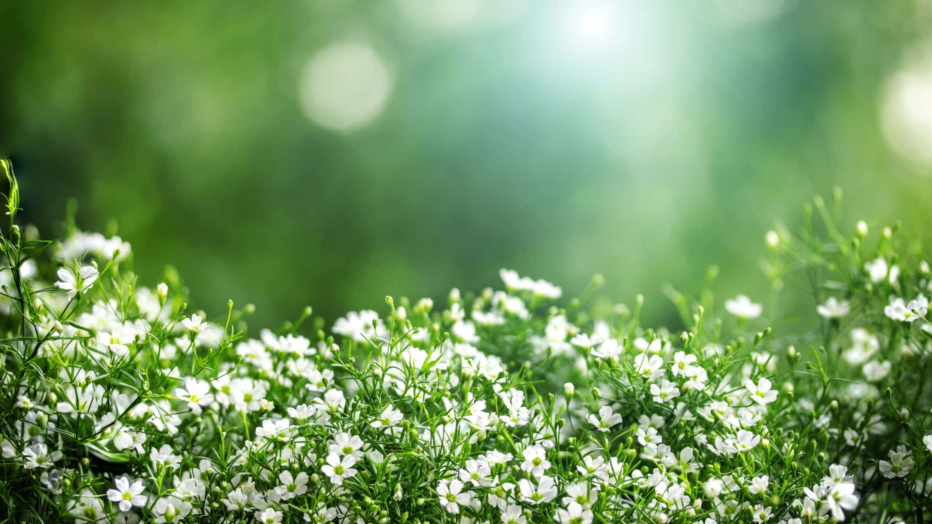 White Flowers In The Grass With Sunlight