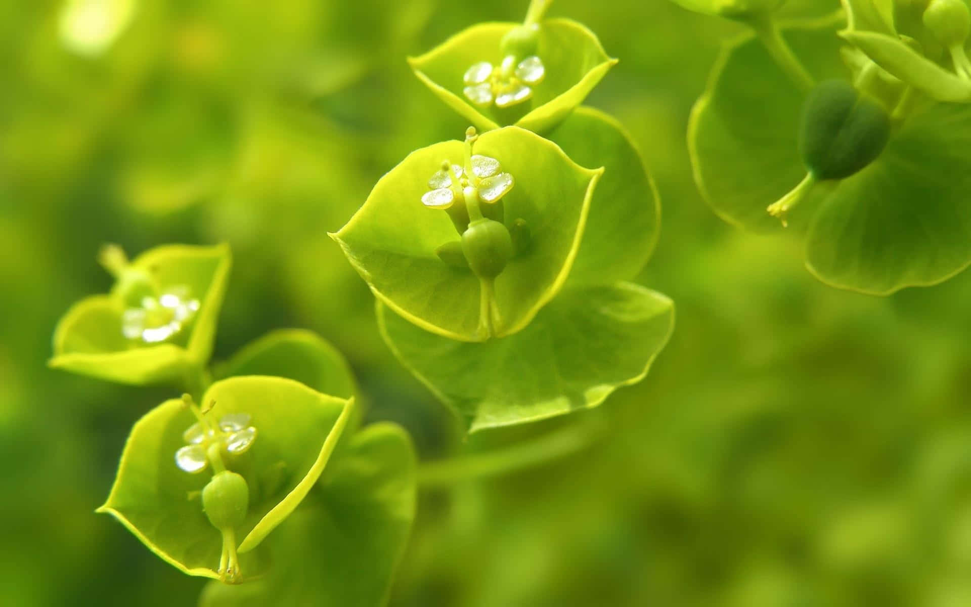 Bright Green Flower Gives a Glowing Look to this Plant Life