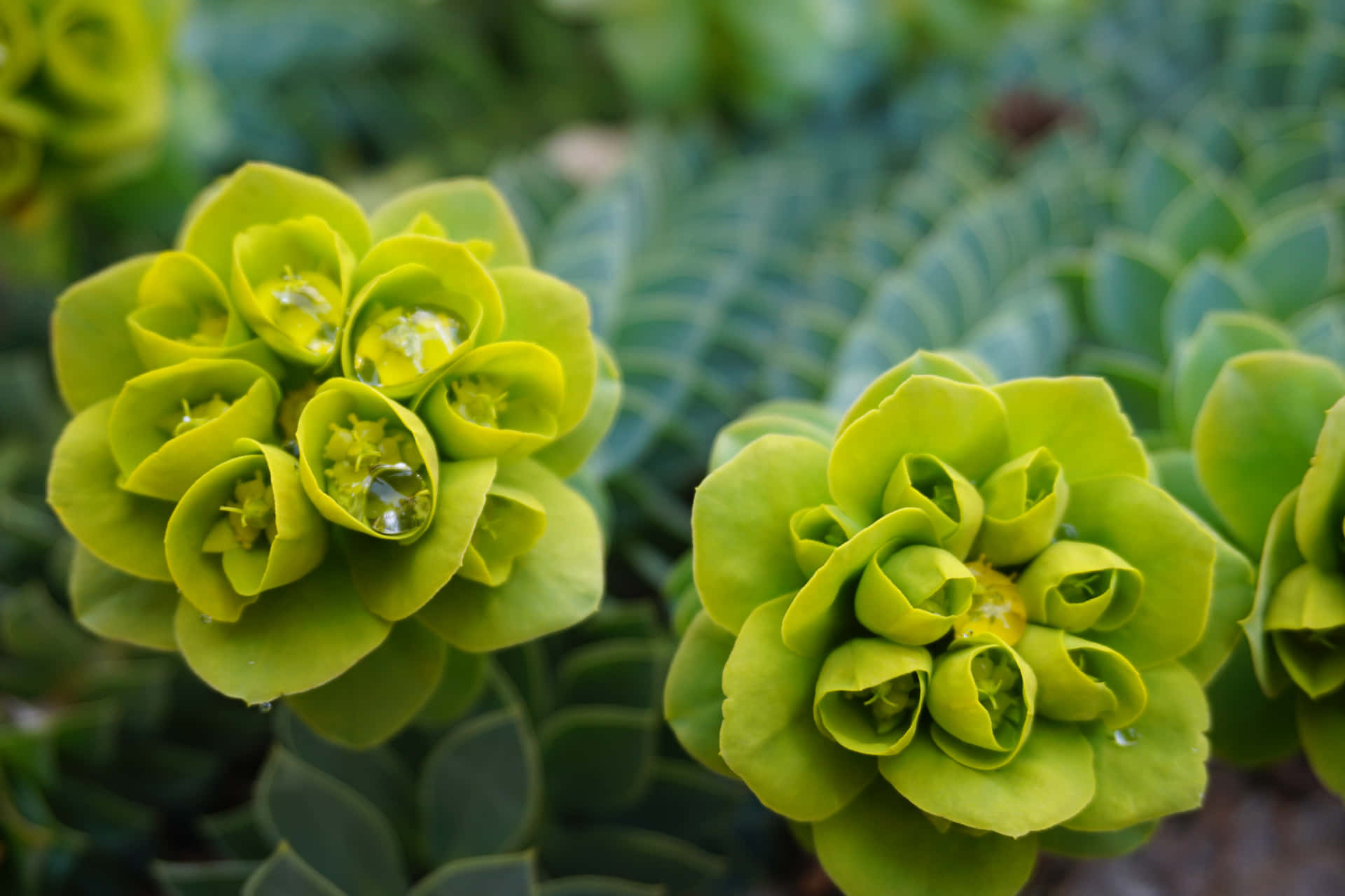 Brightly-Colored Green Flower Blooms Amidst a Verdant Landscape