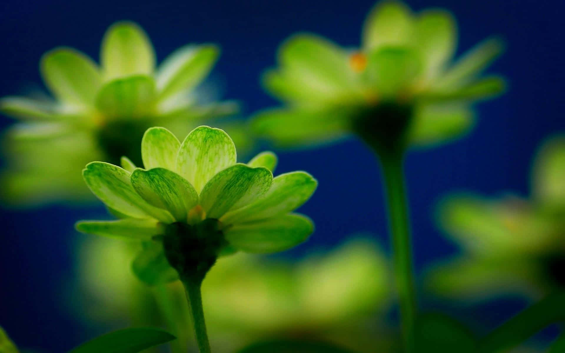 Green Flowers On A Blue Background