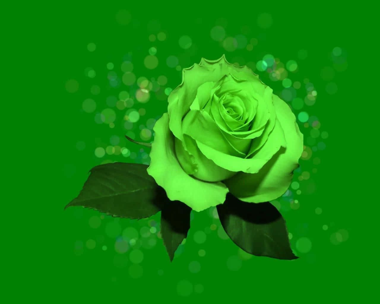 beautiful green rose wallpaper