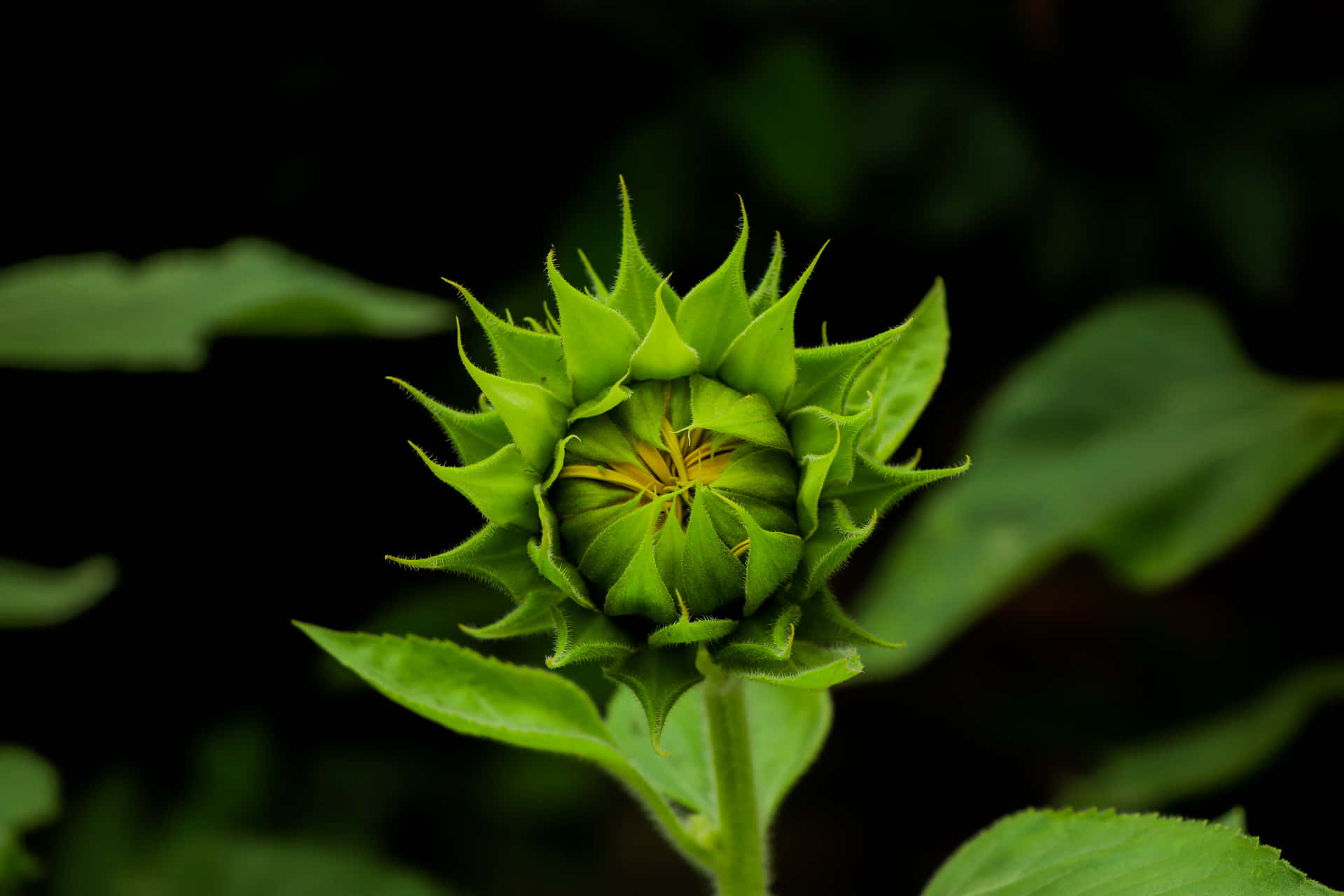 Unaflor Verde Con Un Centro Amarillo