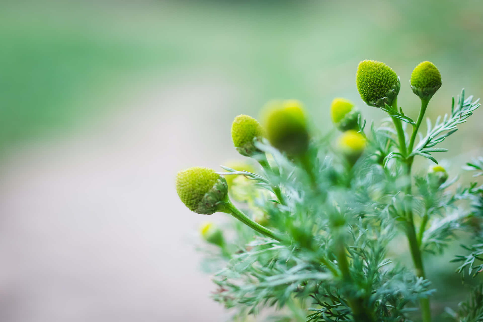 A Blooming Green Daisy Spotlighting Summer Days