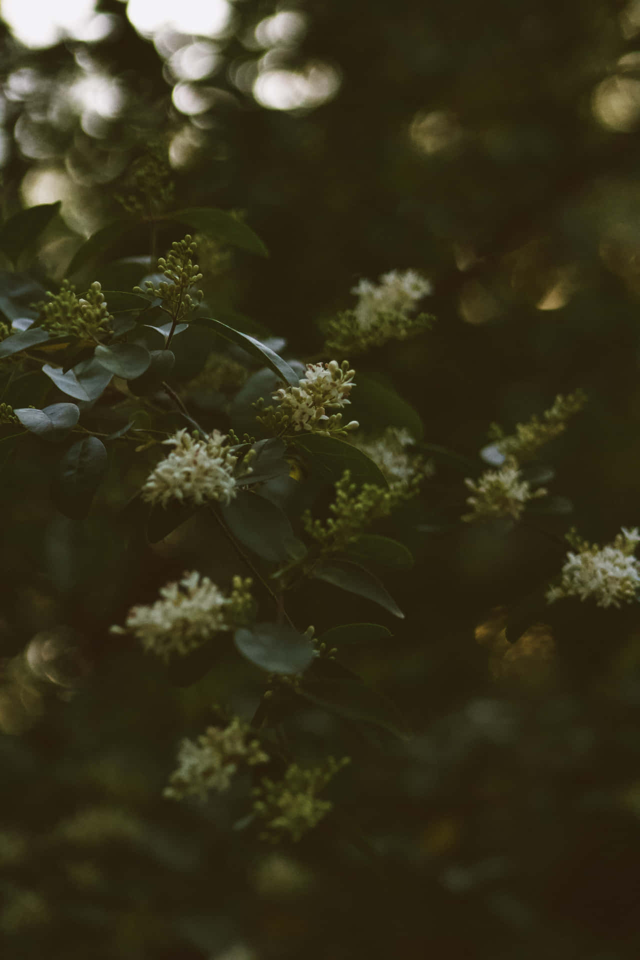 Unaflor Blanca En Un Árbol