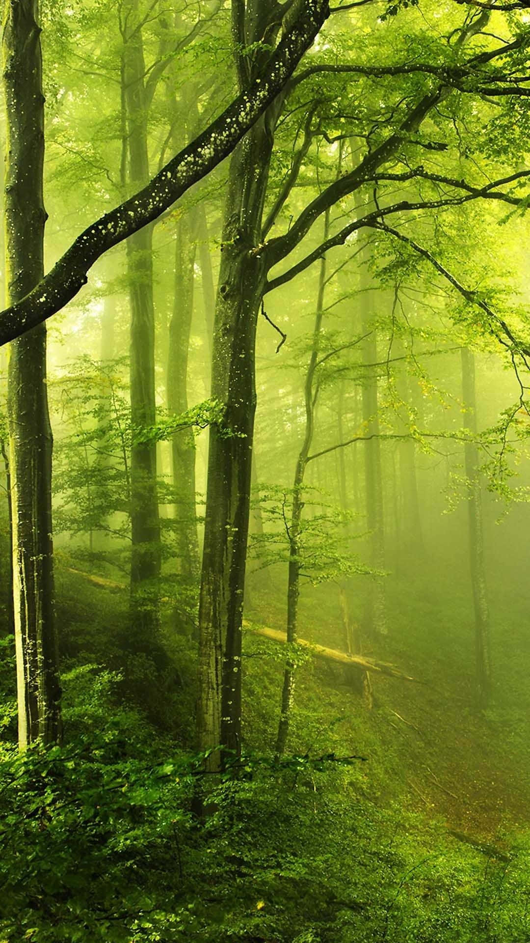Enchanting Green Forest Wallpaper