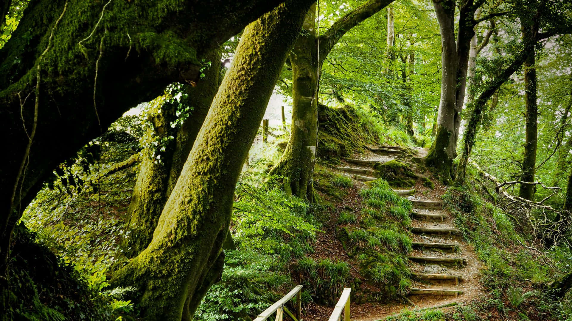 Enchanting Green Forest Wallpaper