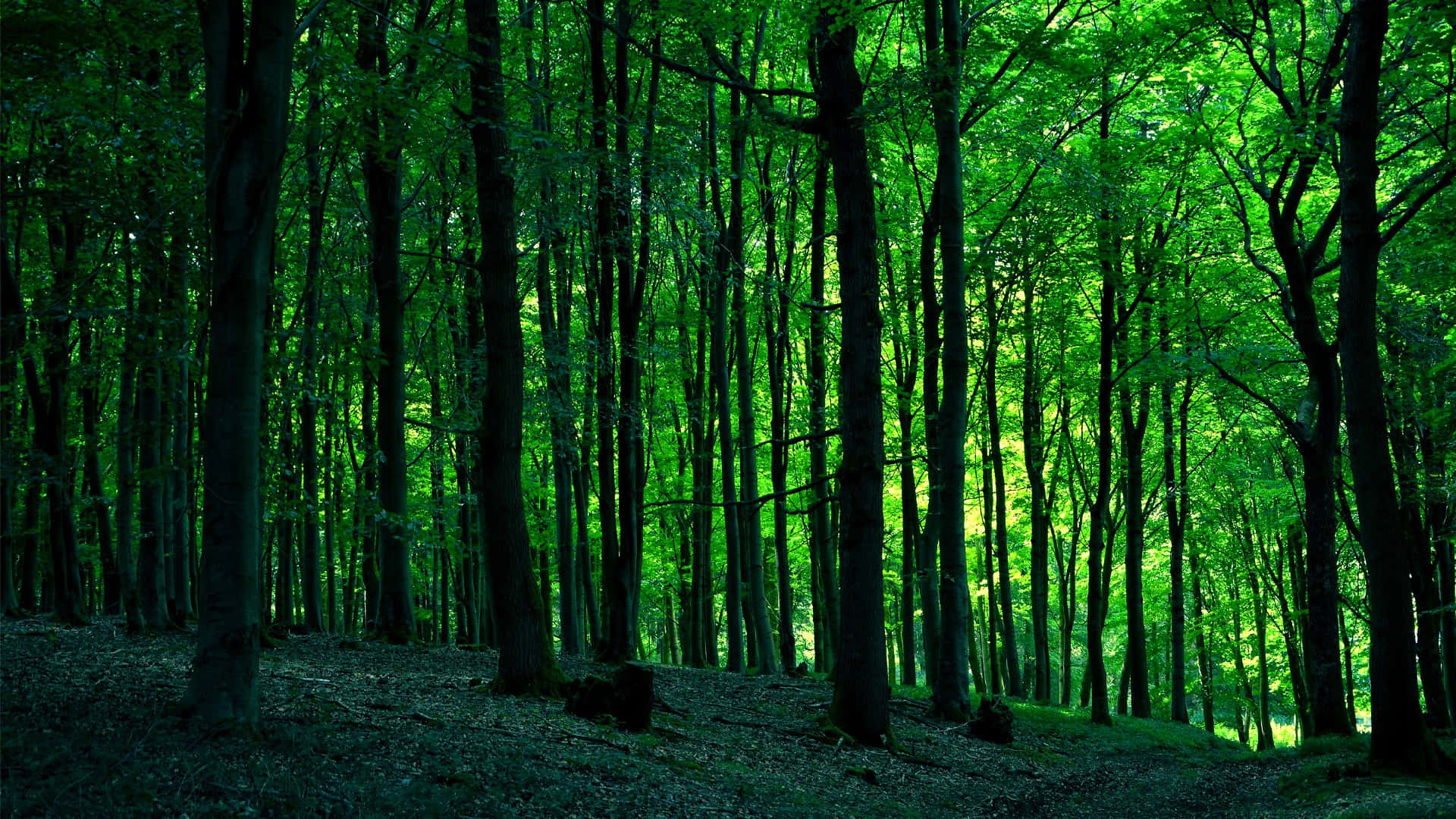 Serene Green Forest Scenery Wallpaper