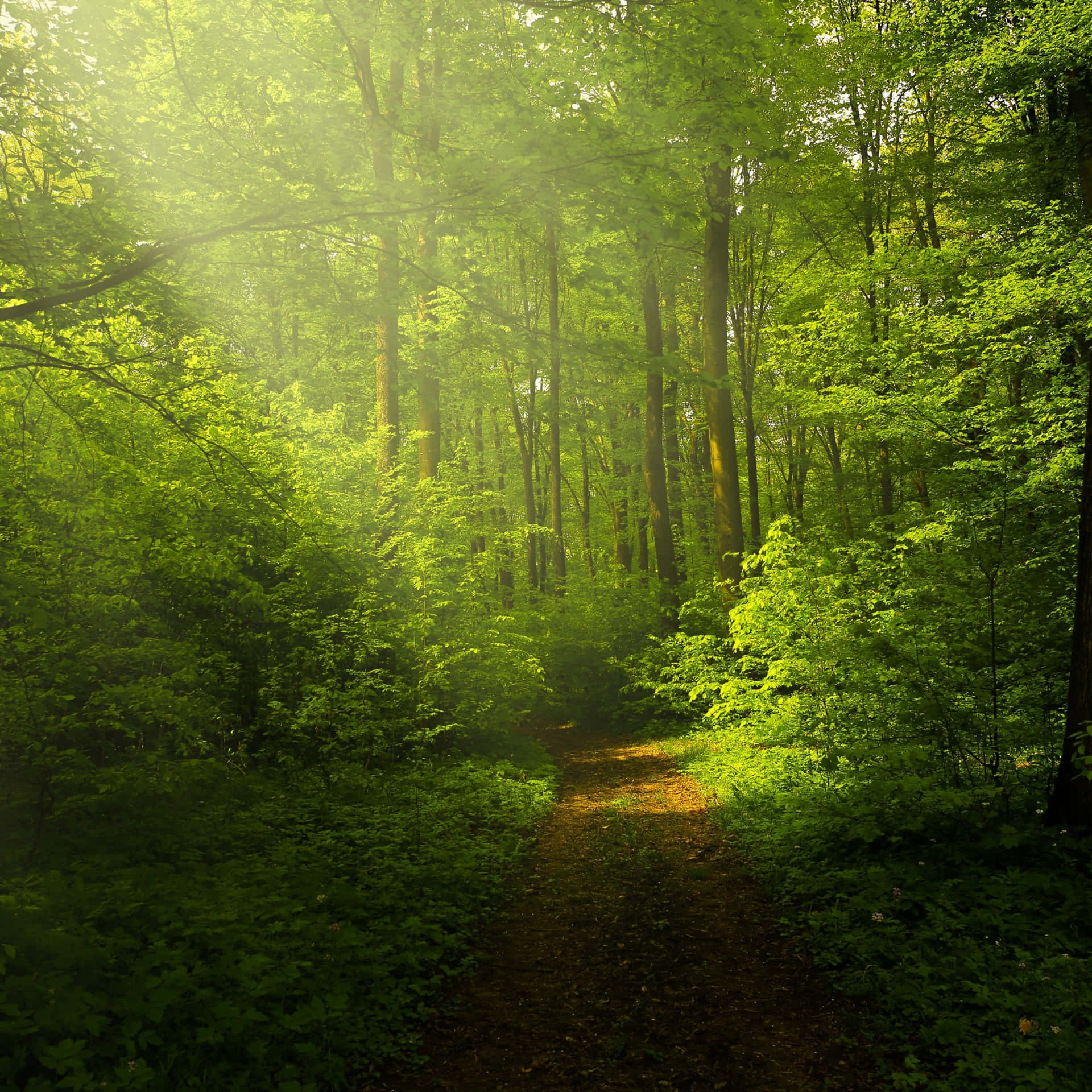Enchanting Green Forest Path Wallpaper