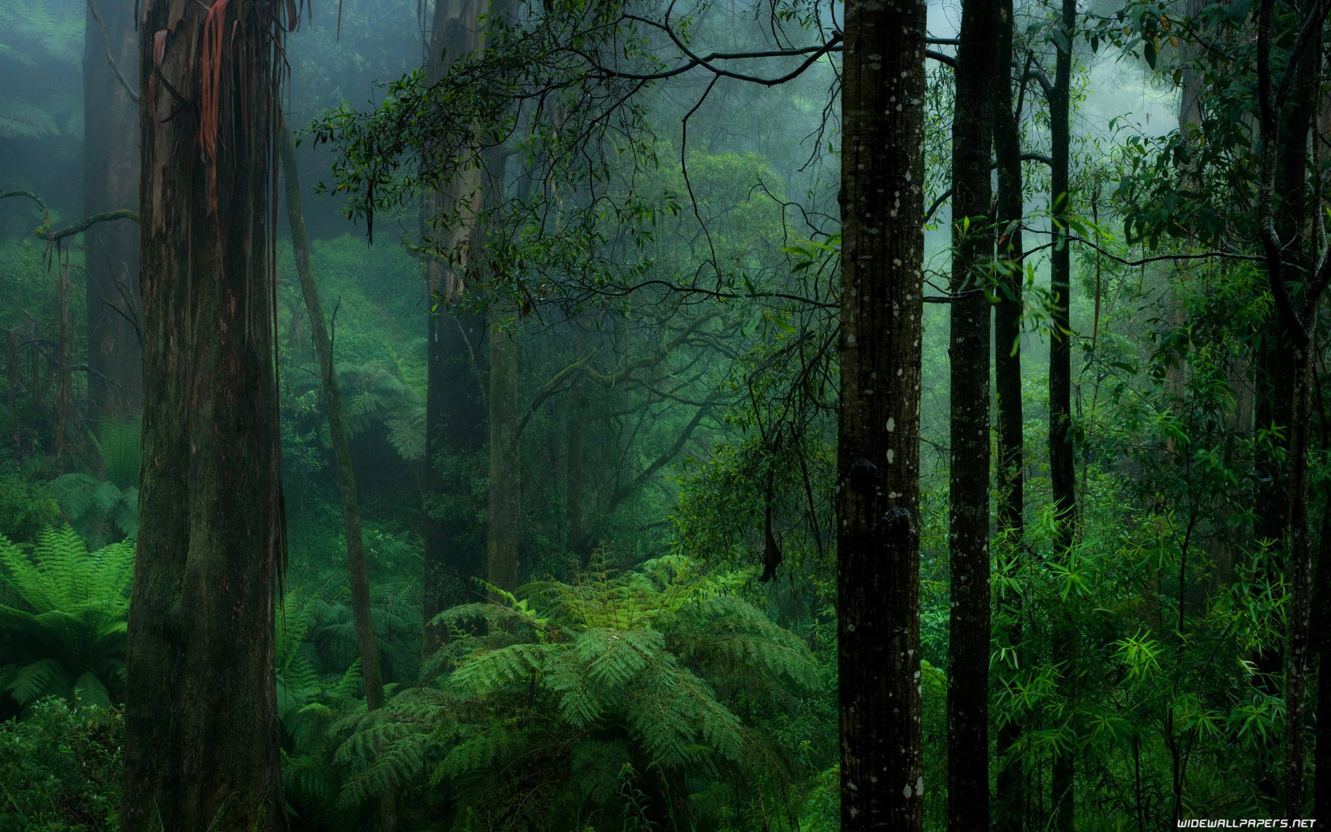 Green Forest In Congo Wallpaper