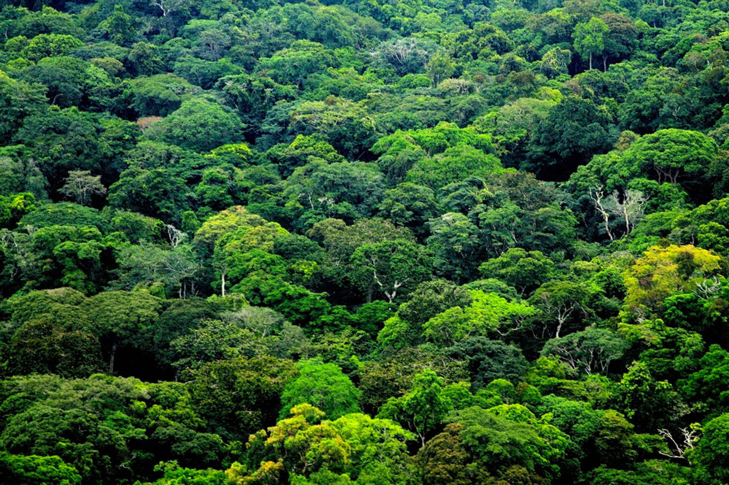 Grönskog I Gabon. Wallpaper