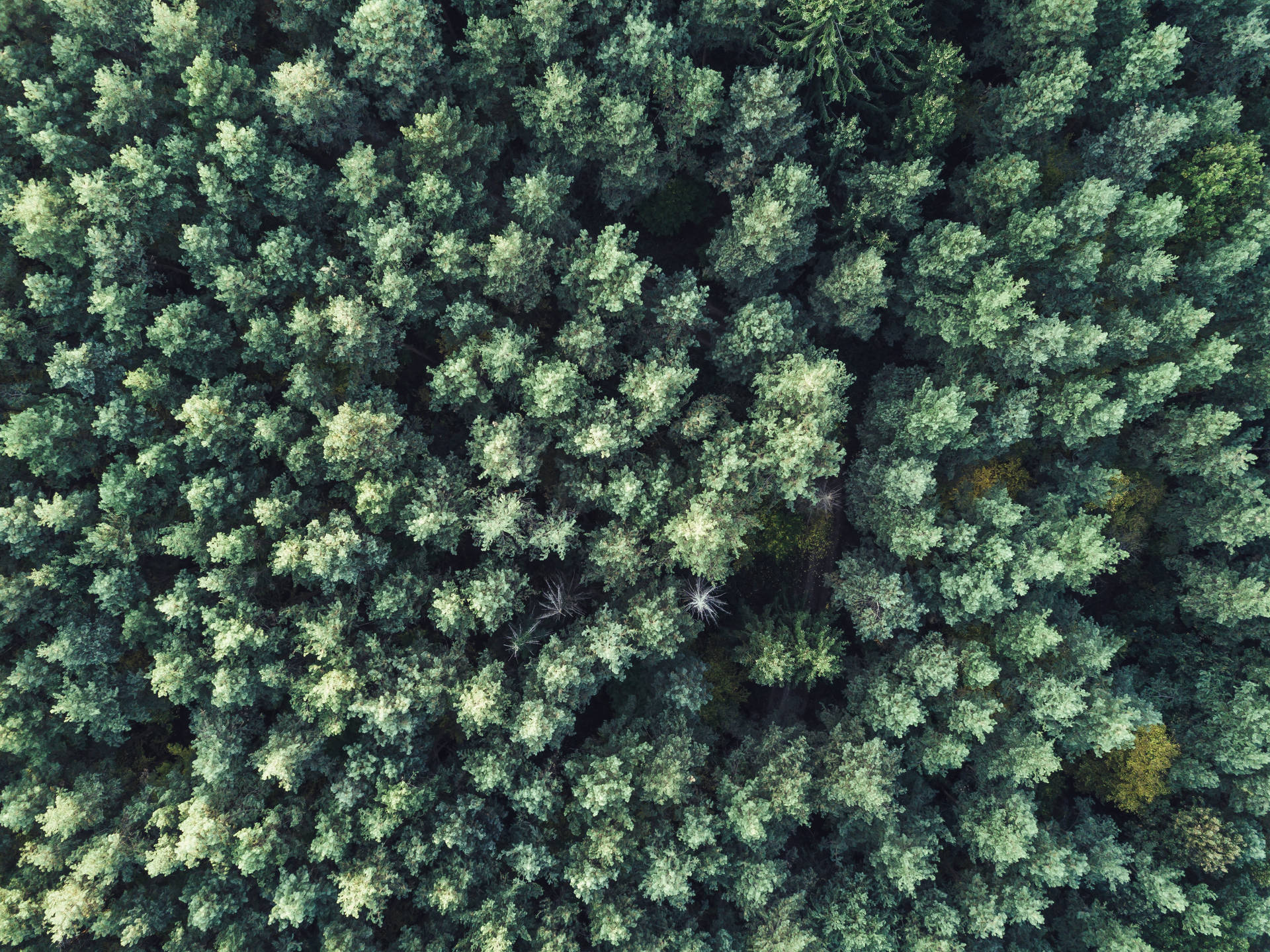 Green Forest Mac Os Background