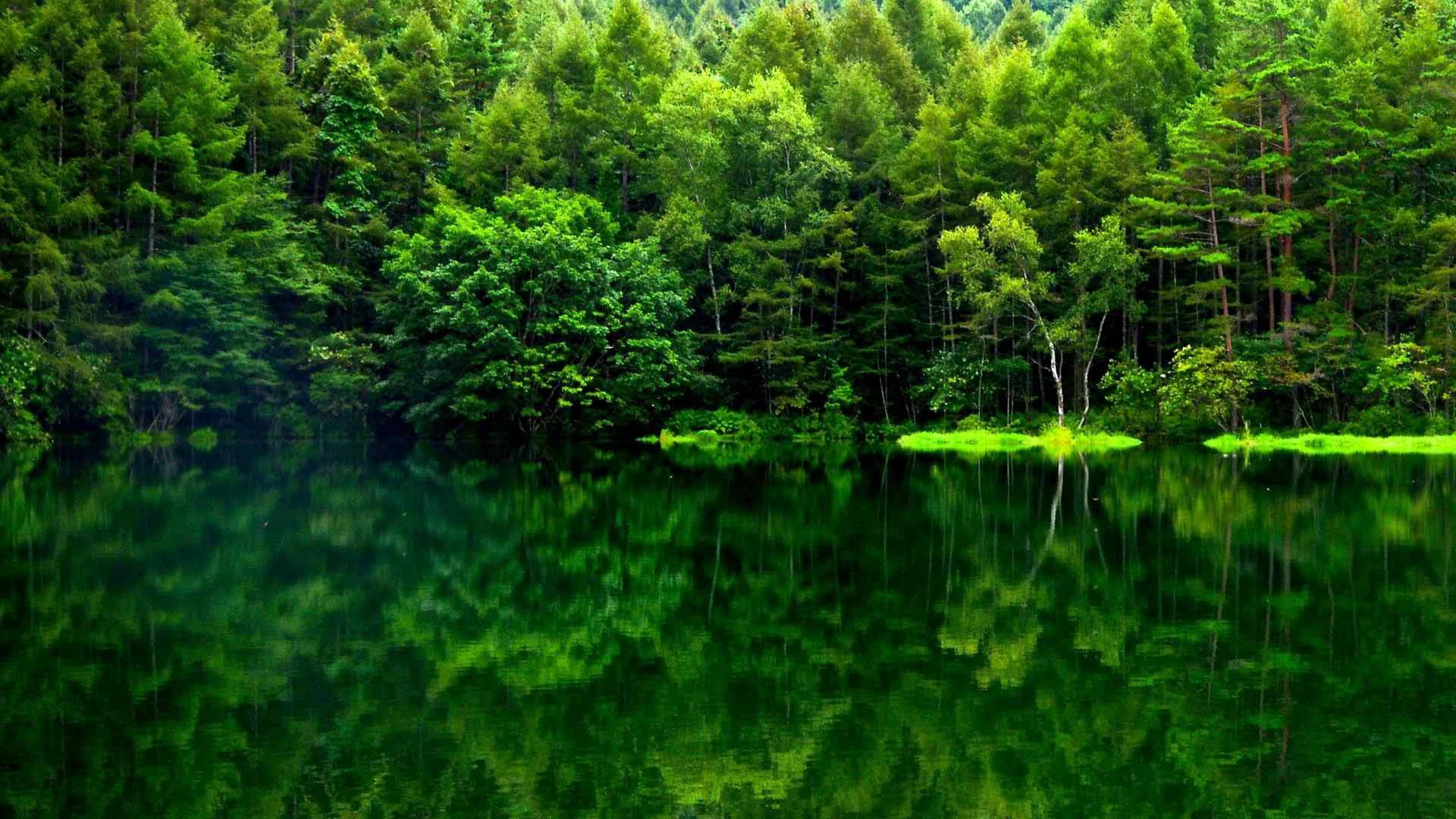 Vistadel Bosque Verde Con Reflejo Fondo de pantalla