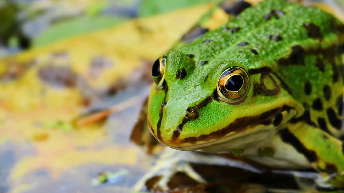 Green Frog Closeup Water Background Wallpaper