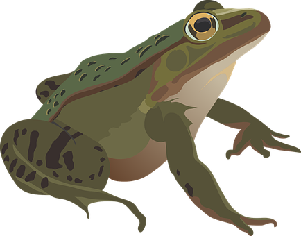 Green Frog Illustration PNG