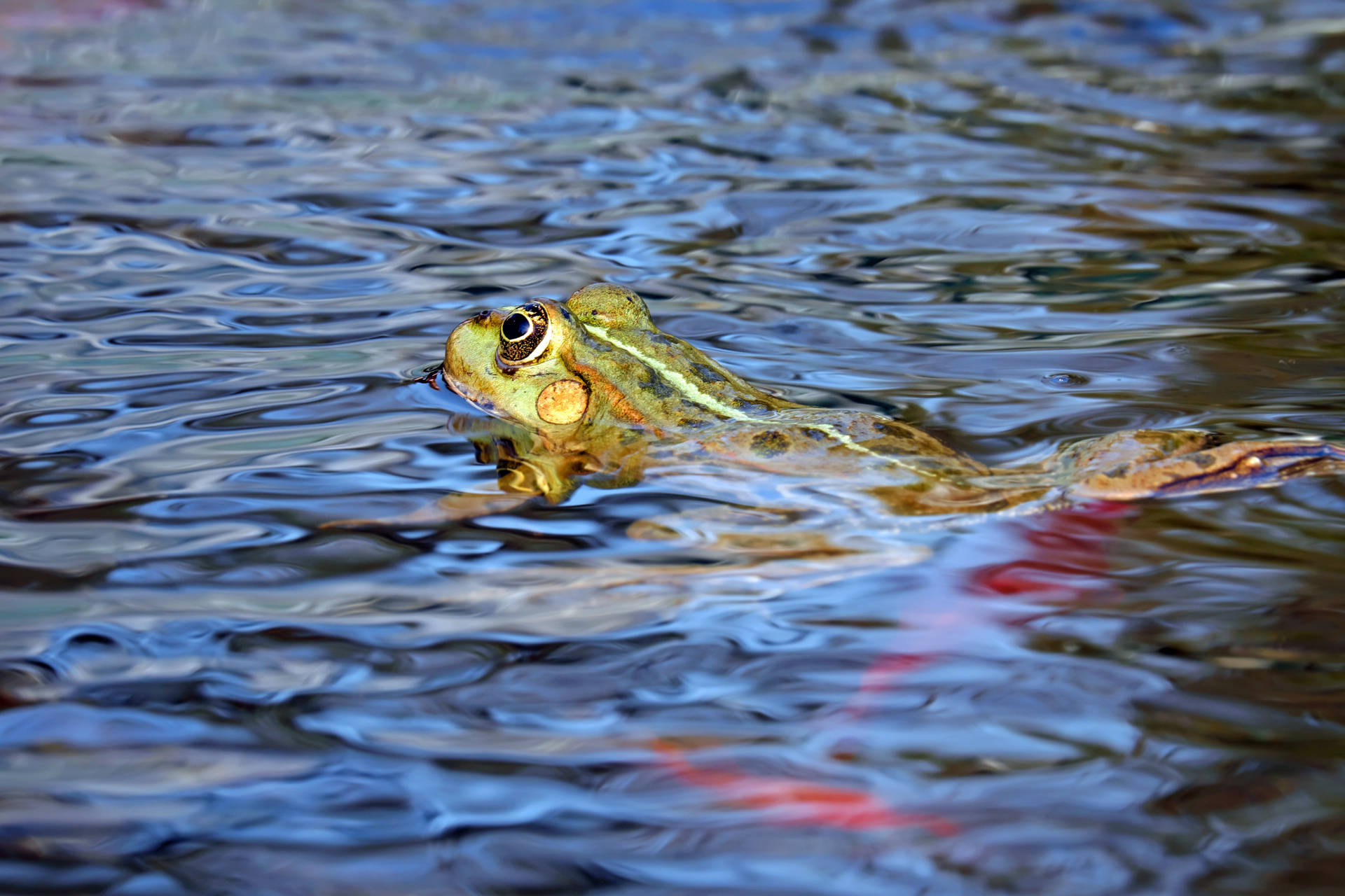 Green Frog In Water Wallpaper
