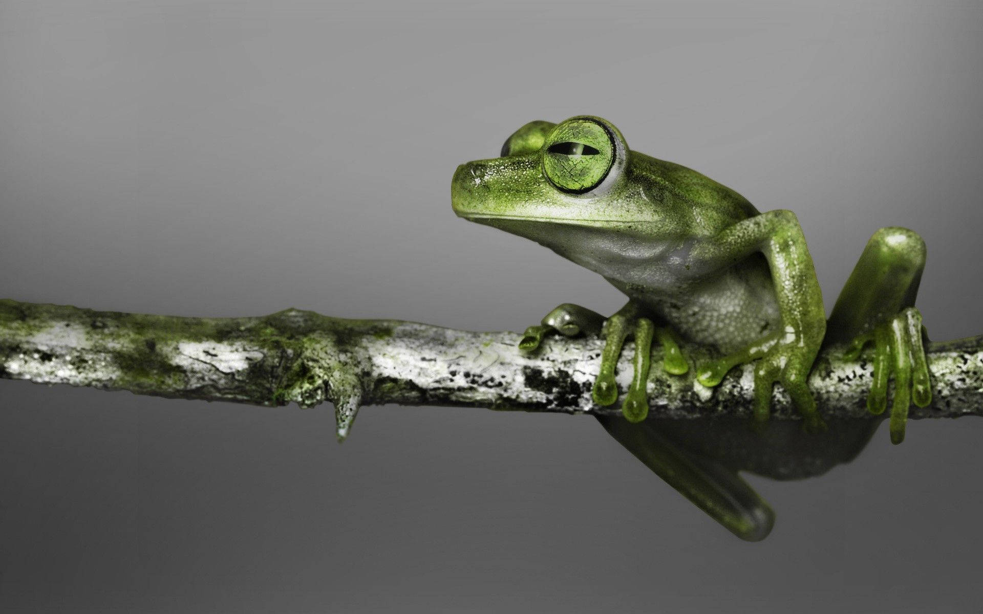 Green Frog On A Brach Wallpaper