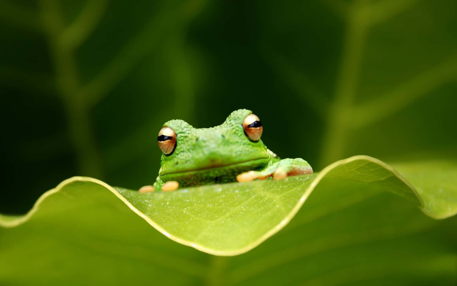 Green Frog Peeking Over Leaf Wallpaper
