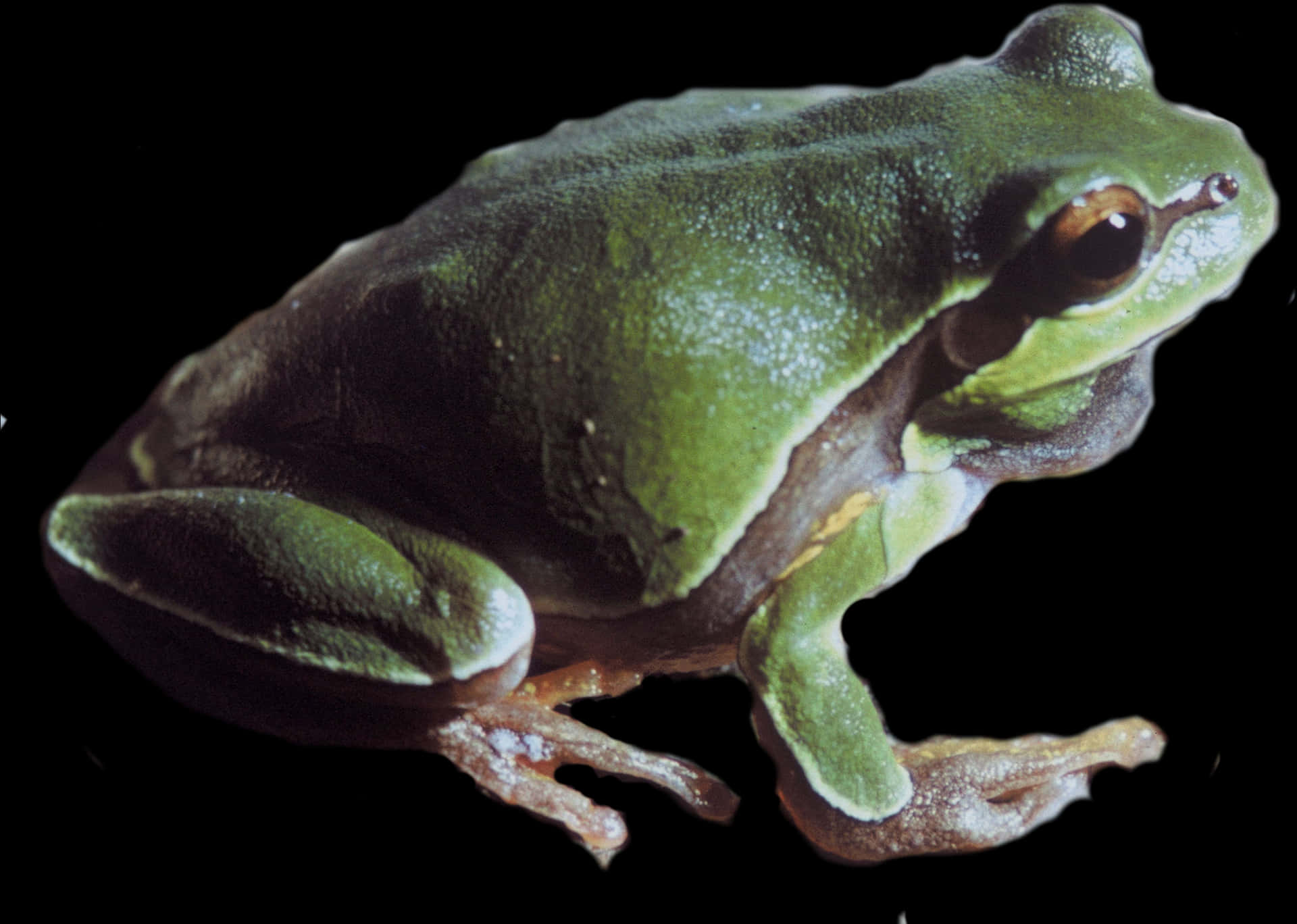 Green Frog Profile Black Background PNG