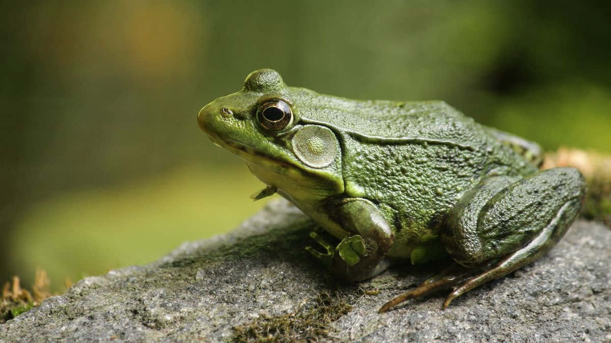 Katak Hijau Beristirahat Di Atas Batu Wallpaper