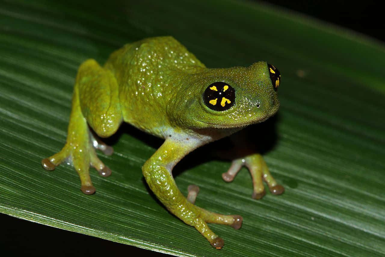 Green Frog Yellow Eyes Leaf Wallpaper