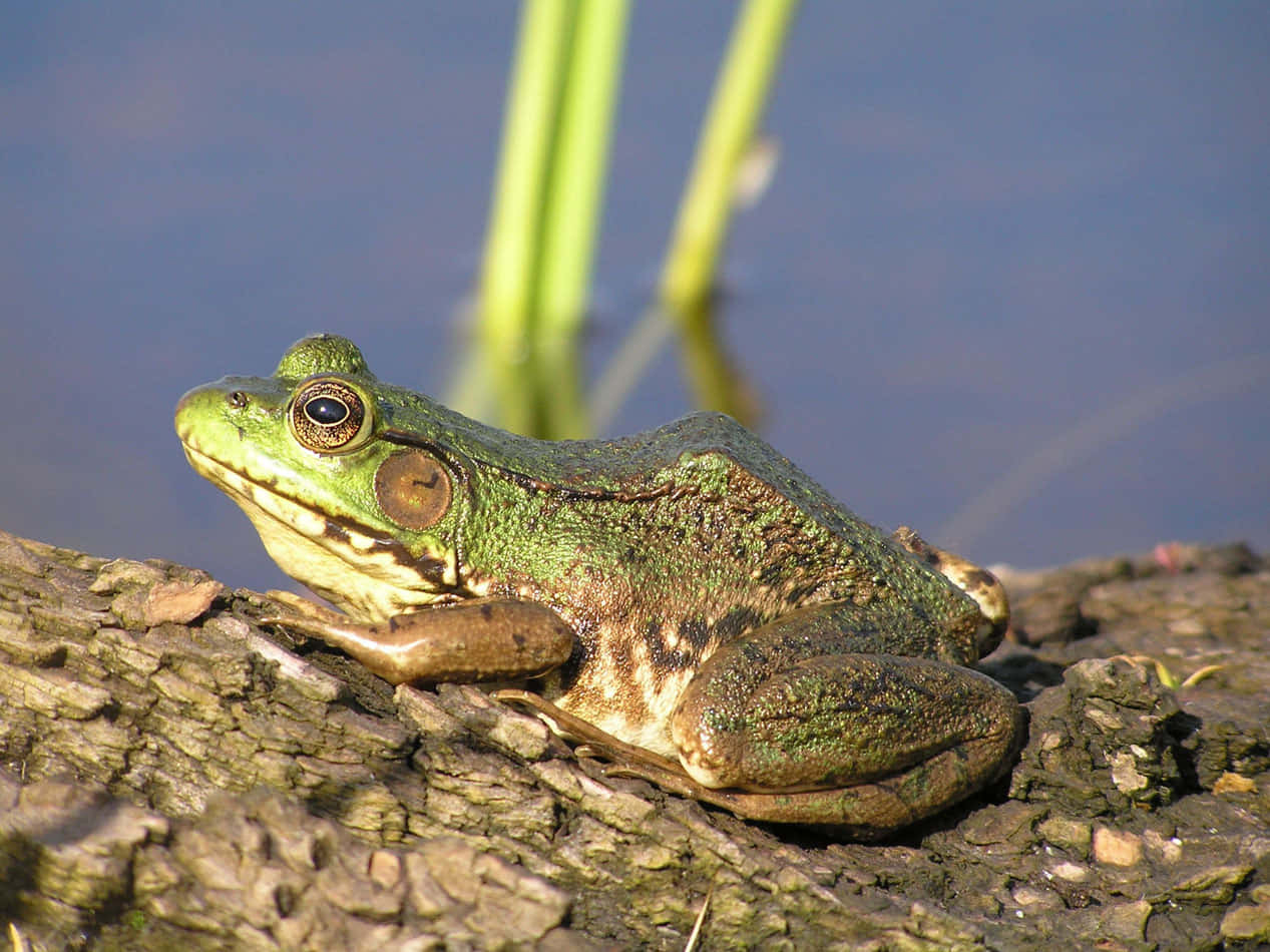 Katak Hijau Di Log Di Samping Air Wallpaper