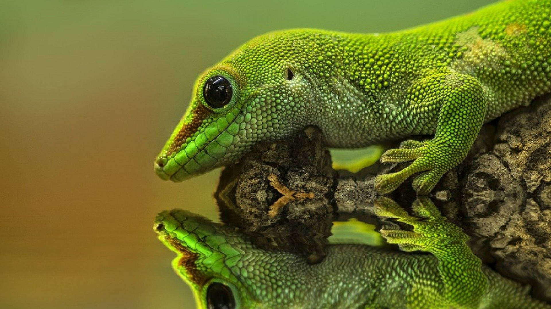 Gröngecko Reptil Wallpaper