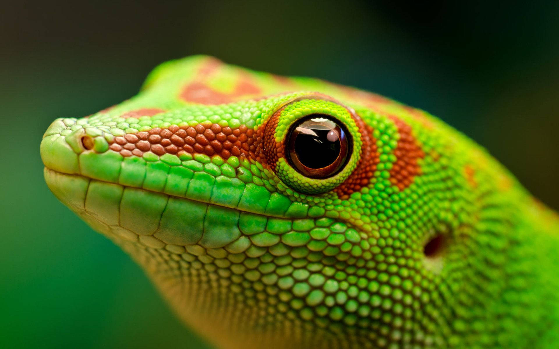 Green Gecko With Red Spots Wallpaper