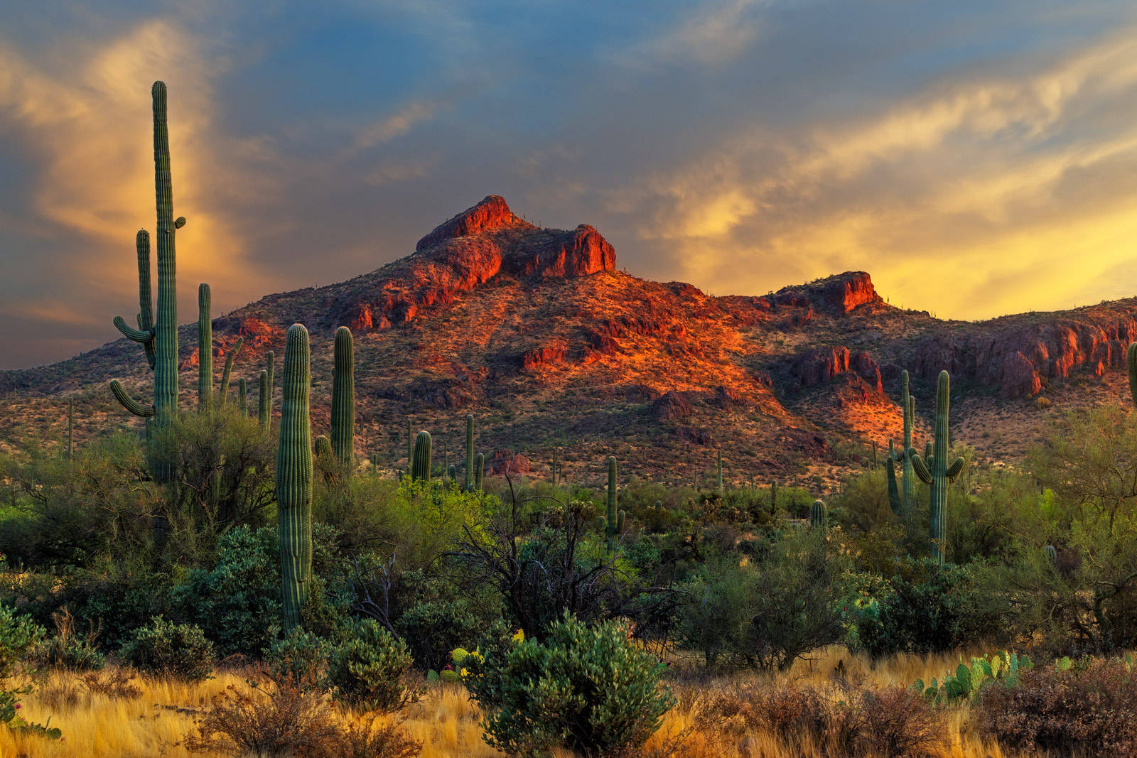 Cactusgigante Verde En El Desierto De Arizona Fondo de pantalla