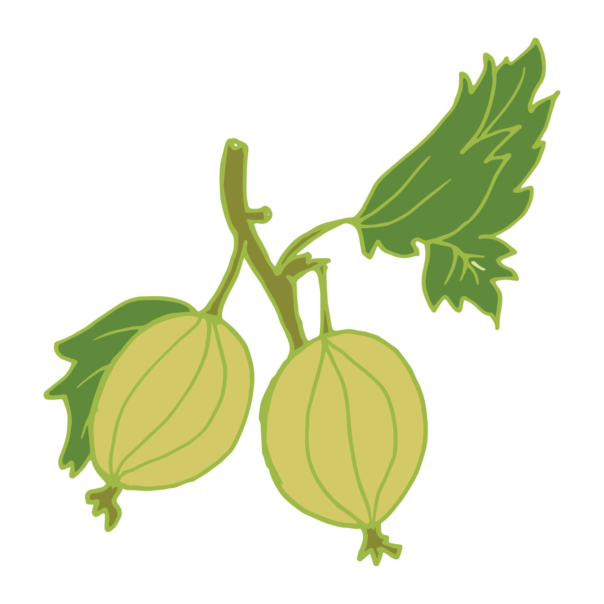 Desenhode Arte De Groselha Verde Gooseberry Papel de Parede