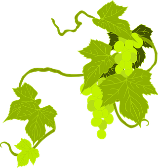 Green Grapevine Illustration PNG