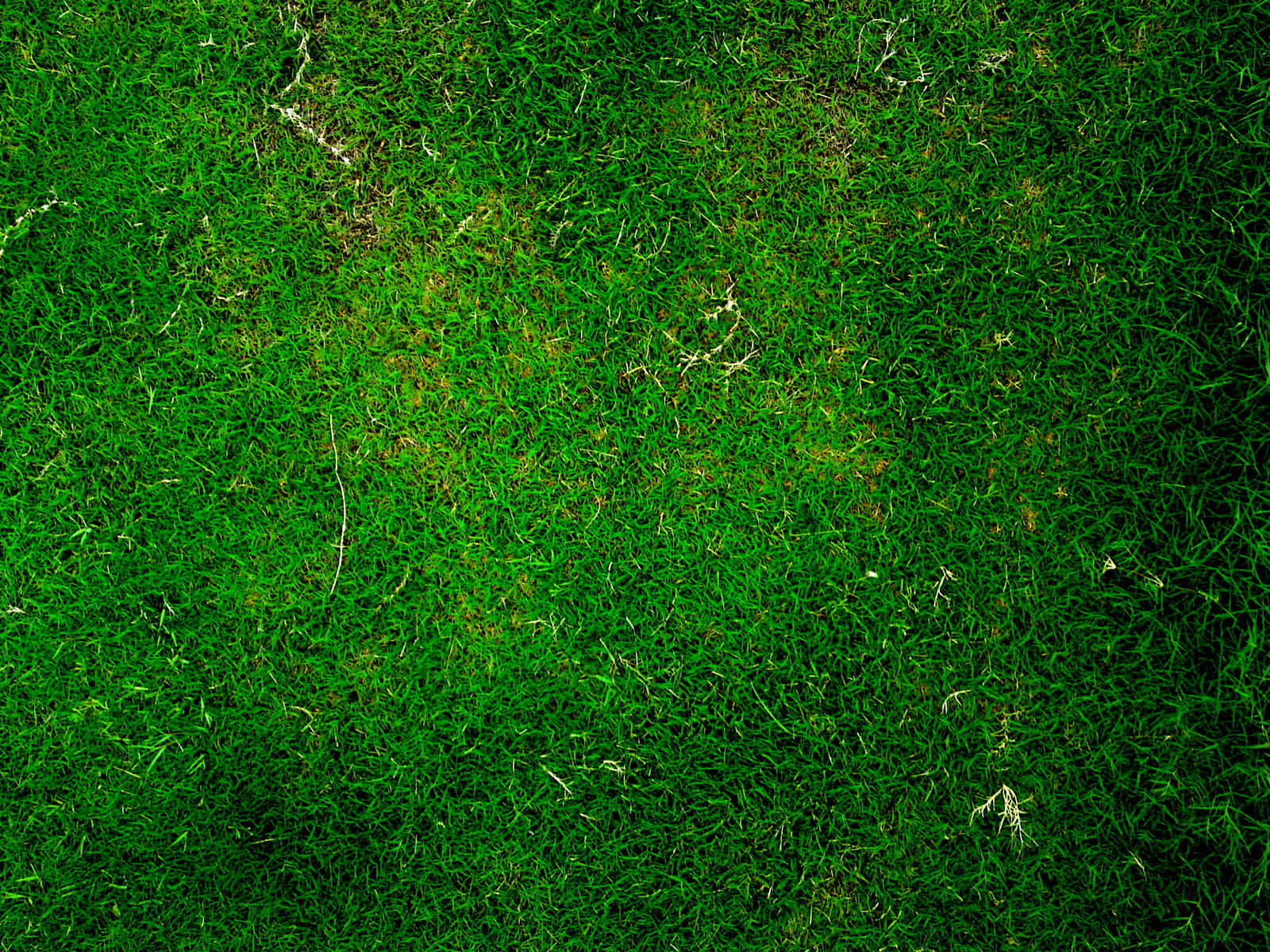 A lush and vibrant green grass background.