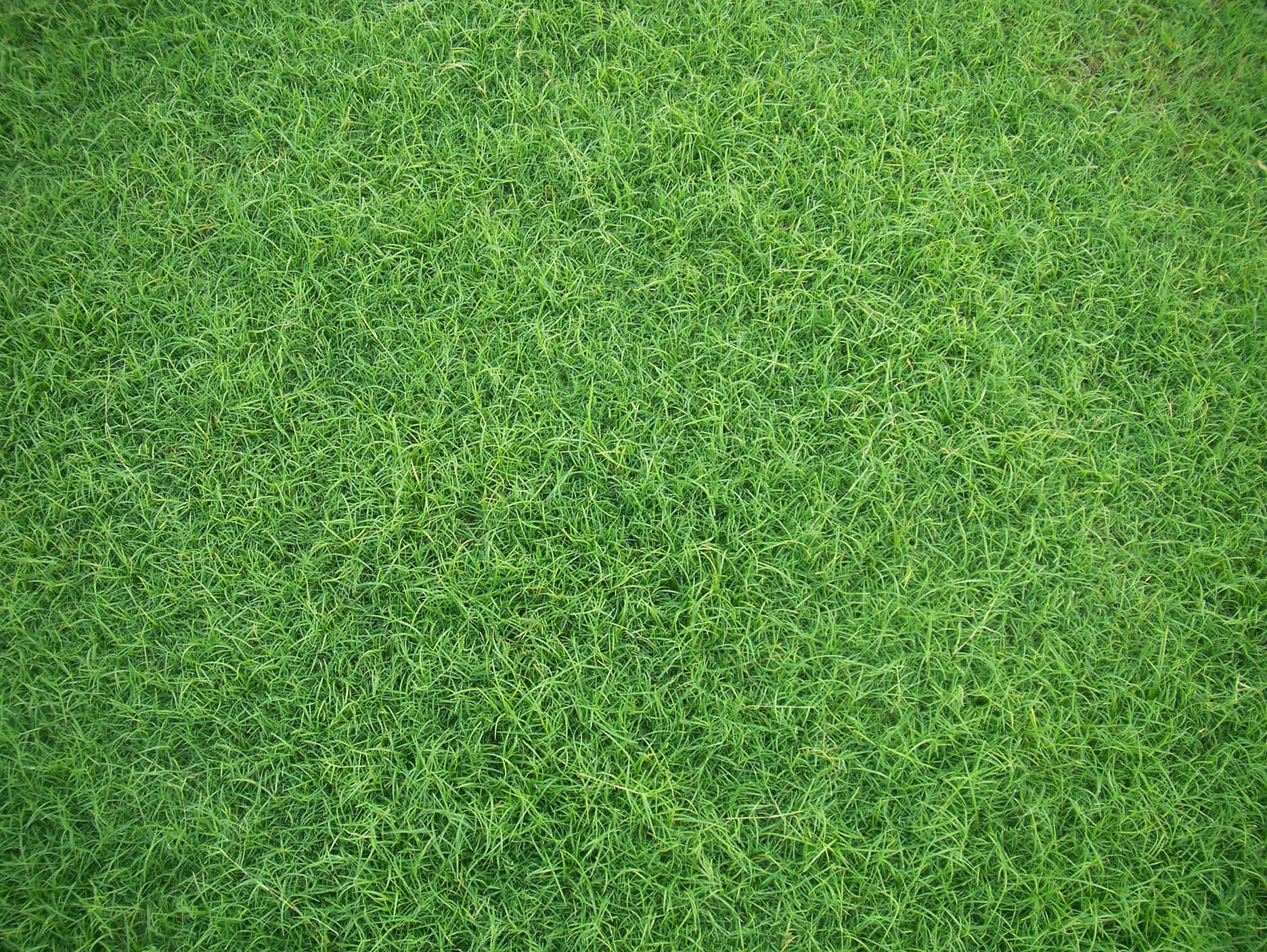 A lush field of vibrant green grass