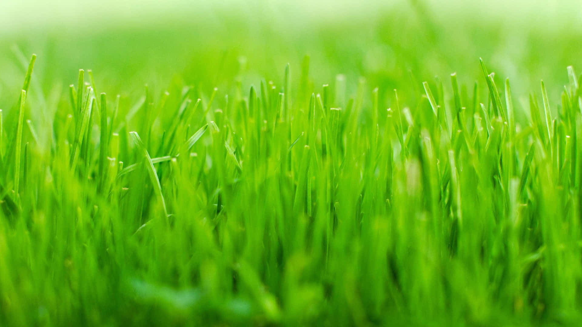 A lush and vibrant green grass background