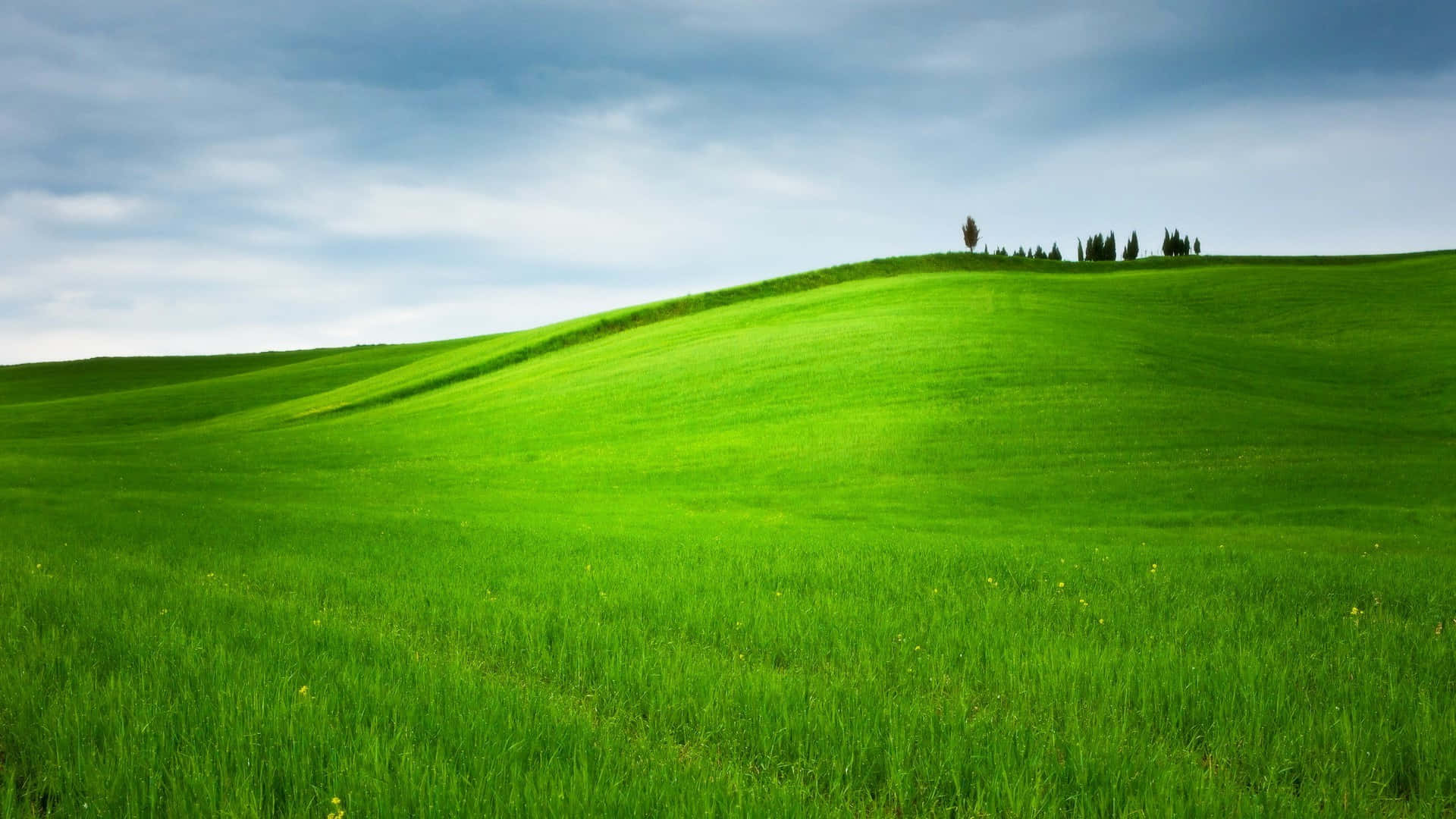 Green grass background to rejuvenate your mood
