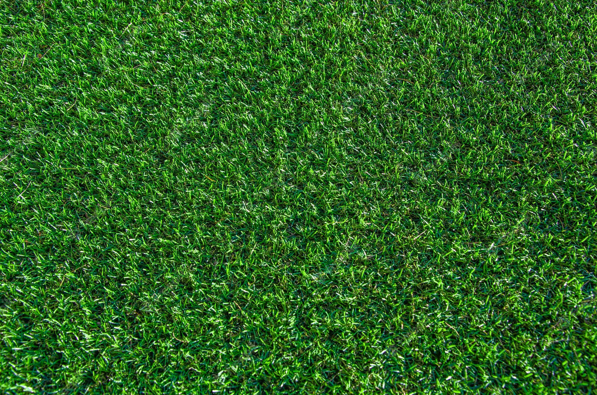 A lush and vibrant blanket of green grass, perfect for a picnic or a leisurely stroll.