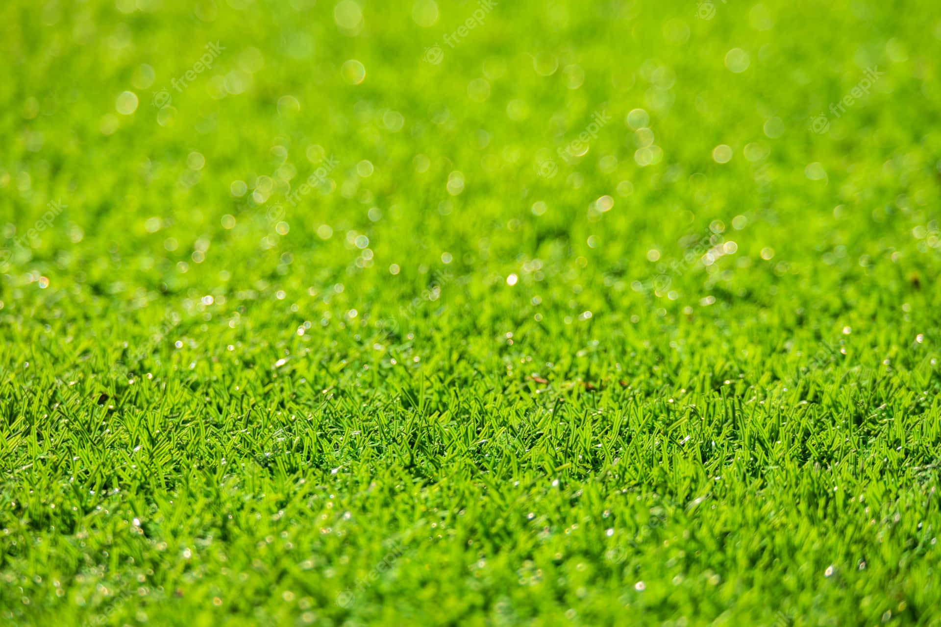 Image  A lush field of green grass in a sunny summer day