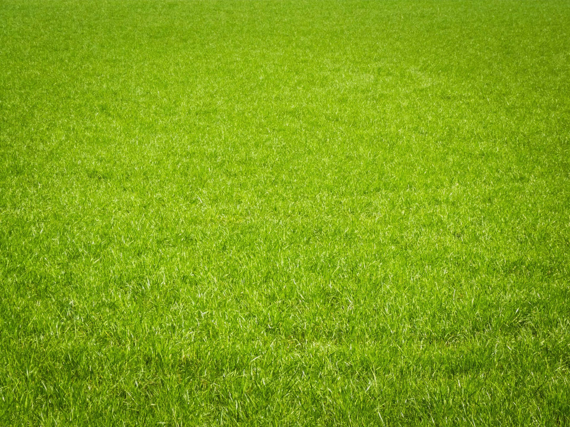 Enjoy a lush and vibrant landscape: close-up photo of green grass and blue sky