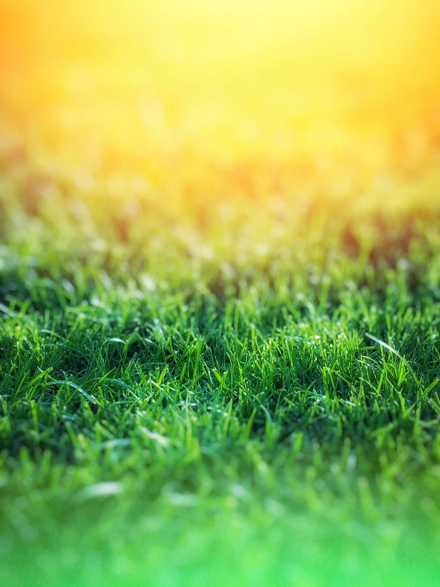 Lush Green Glowing Grass Softly Bending in the Wind