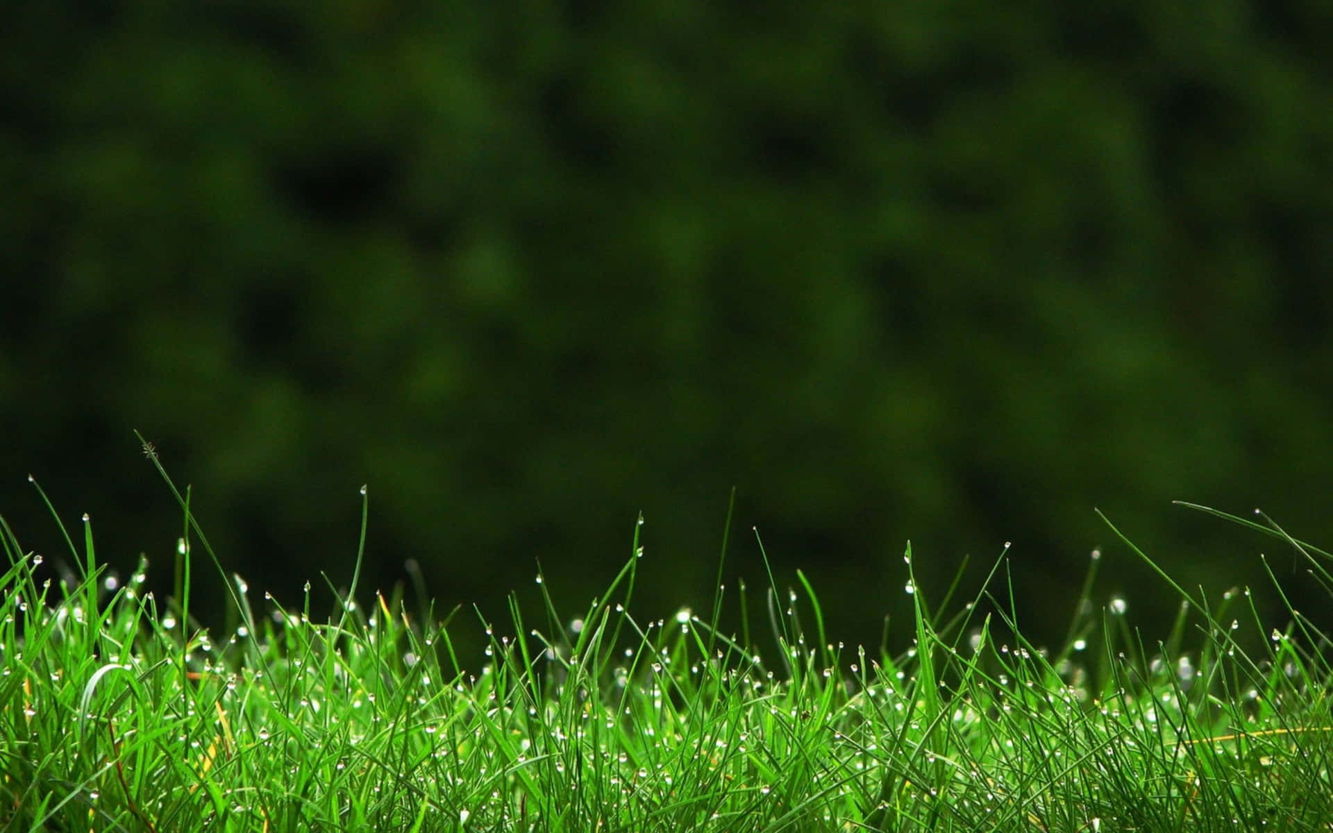 Lush, Rolling Greenery - A Beautiful Scene